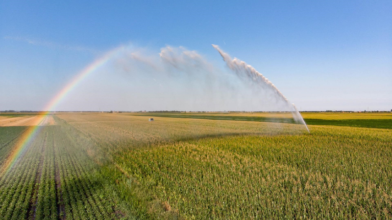 Rainbow over a field