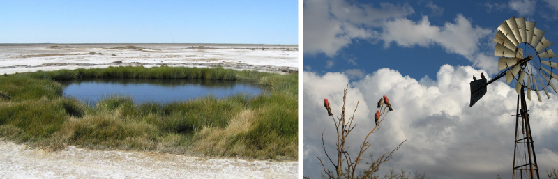 Small lake in a dry landscape with surrounding grass and a rustic windmill with birds against a cloudy sky
